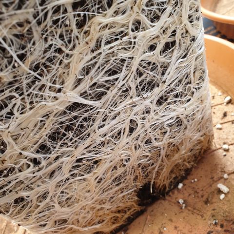 Runtz growlog timeline photo