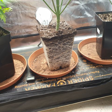Runtz growlog timeline photo
