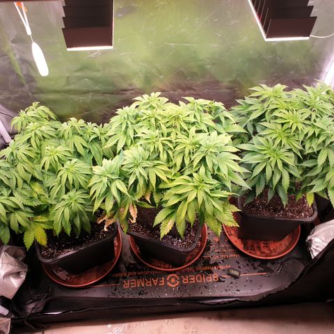 Runtz growlog timeline photo