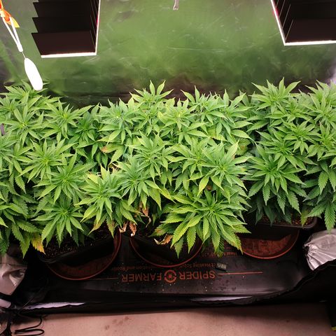 Runtz growlog timeline photo