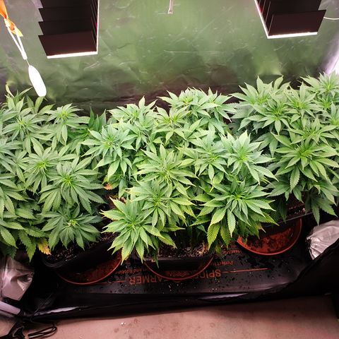 Runtz growlog timeline photo