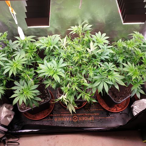 Runtz growlog timeline photo