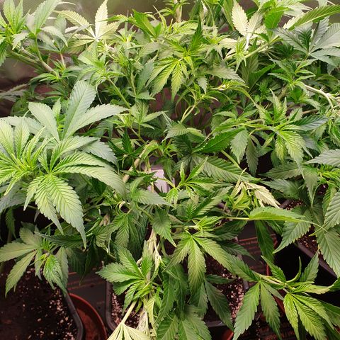 Runtz growlog timeline photo