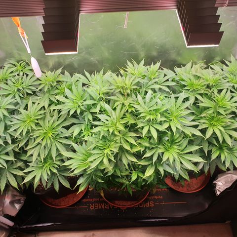 Runtz growlog timeline photo
