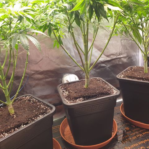 Runtz growlog timeline photo