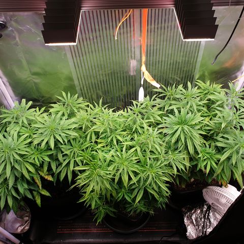 Watermelon Zkittlez growlog timeline photo