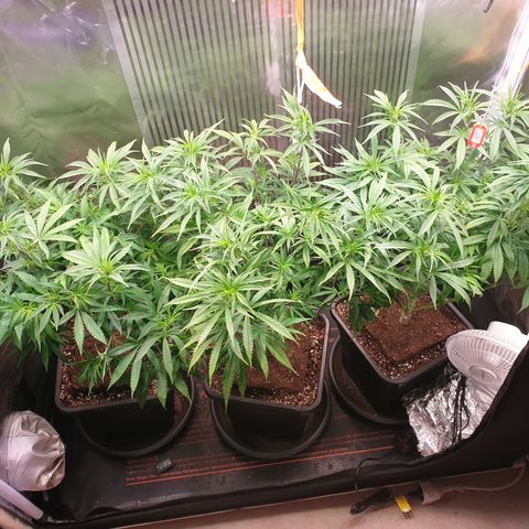 Watermelon Zkittlez growlog timeline photo