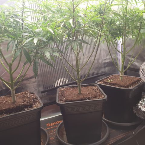 Watermelon Zkittlez growlog timeline photo