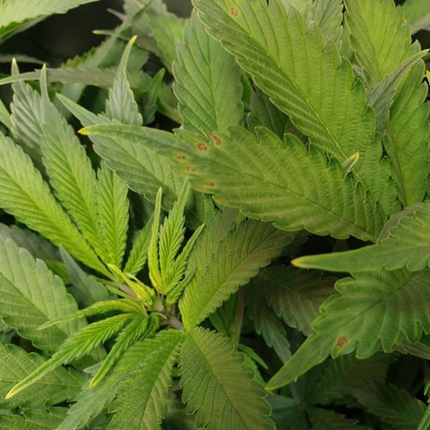 Runtz growlog timeline photo