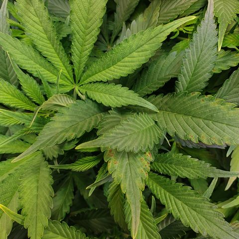 Runtz growlog timeline photo