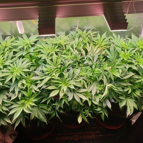 Runtz growlog timeline photo
