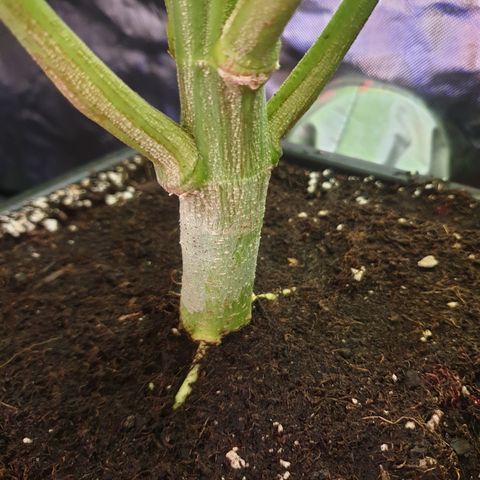 Runtz growlog timeline photo