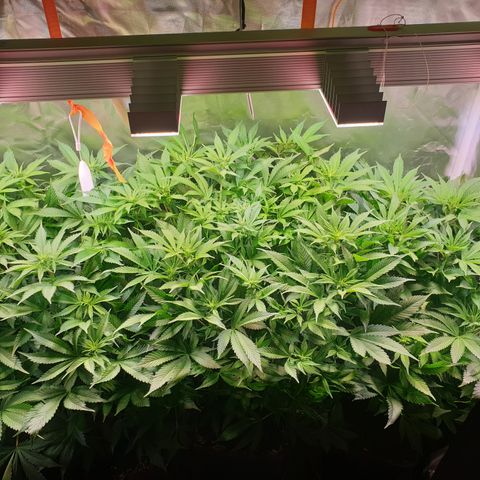 Runtz growlog timeline photo