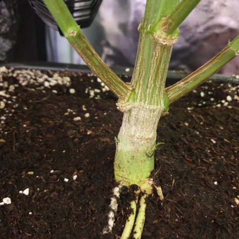 Runtz growlog timeline photo
