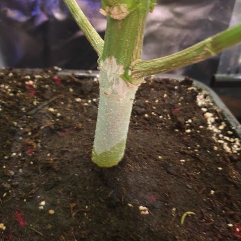 Watermelon Zkittlez growlog timeline photo