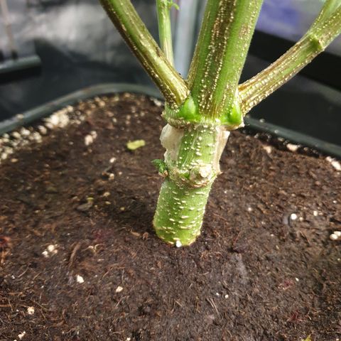 Watermelon Zkittlez growlog timeline photo