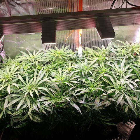 Watermelon Zkittlez growlog timeline photo