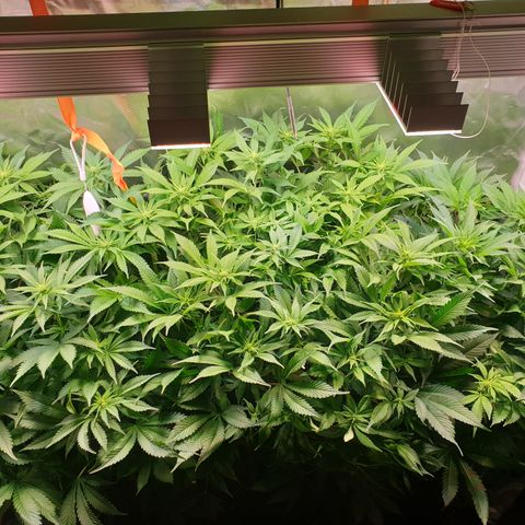 Runtz growlog timeline photo