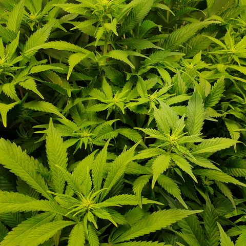 Runtz growlog timeline photo