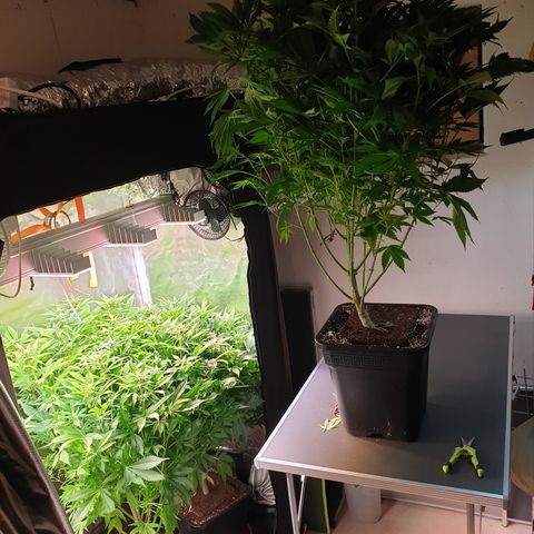 Runtz growlog timeline photo