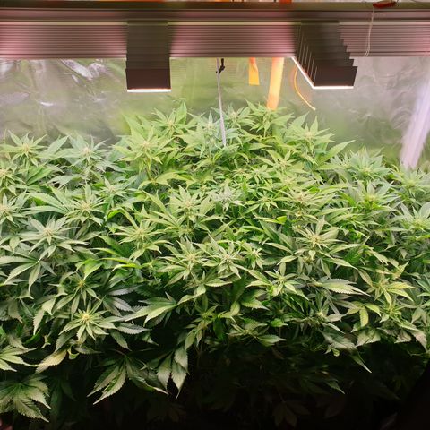 Runtz growlog timeline photo