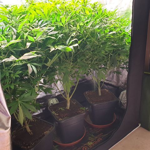 Runtz growlog timeline photo