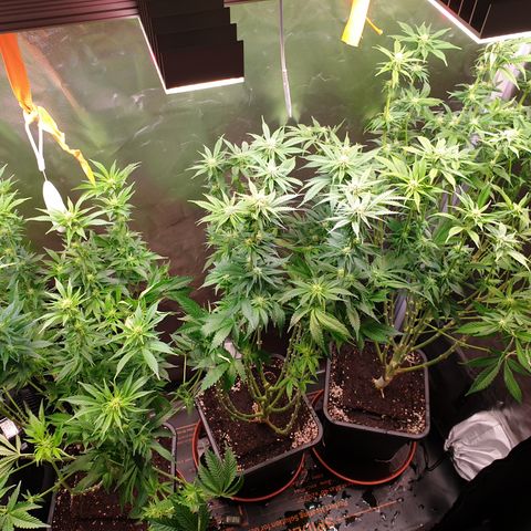 Runtz growlog timeline photo