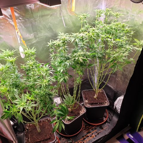 Runtz growlog timeline photo