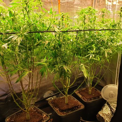 Watermelon Zkittlez growlog timeline photo