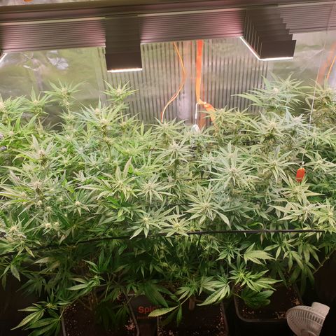 Watermelon Zkittlez growlog timeline photo