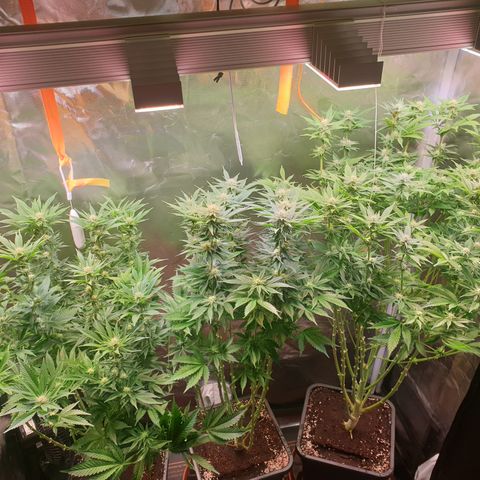 Runtz growlog timeline photo
