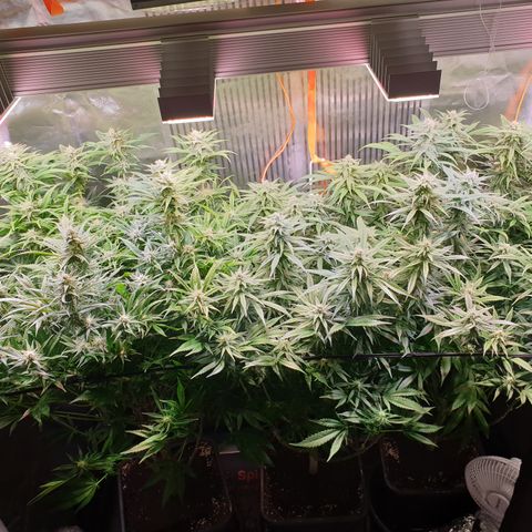 Watermelon Zkittlez growlog timeline photo