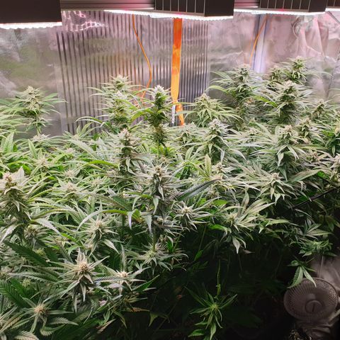 Watermelon Zkittlez growlog timeline photo