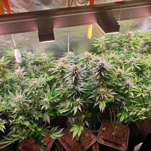Runtz growlog timeline photo
