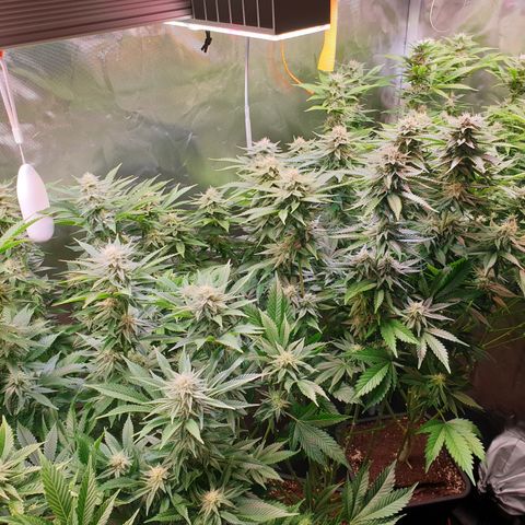 Runtz growlog timeline photo
