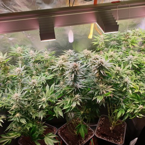 Runtz growlog timeline photo