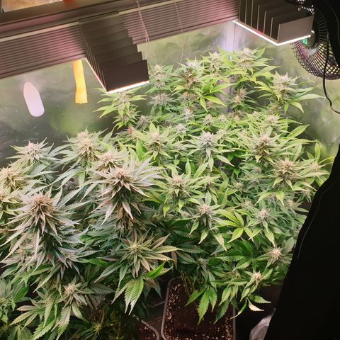 Runtz growlog timeline photo
