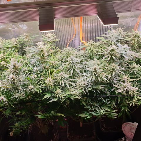 Watermelon Zkittlez growlog timeline photo
