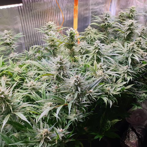 Watermelon Zkittlez growlog timeline photo