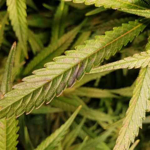 Watermelon Zkittlez growlog timeline photo