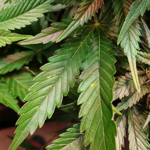 Runtz growlog timeline photo