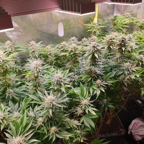 Runtz growlog timeline photo