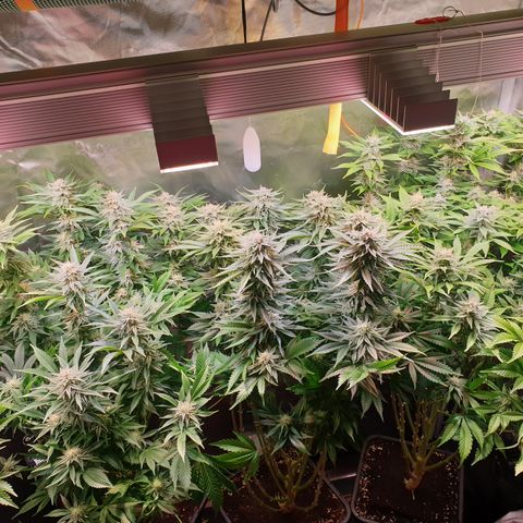 Runtz growlog timeline photo