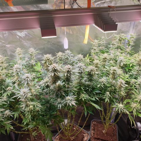 Runtz growlog timeline photo
