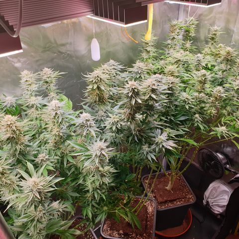 Runtz growlog timeline photo