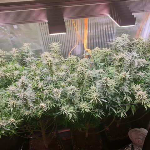 Watermelon Zkittlez growlog timeline photo