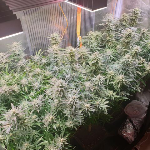 Watermelon Zkittlez growlog timeline photo