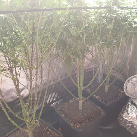 Watermelon Zkittlez growlog timeline photo