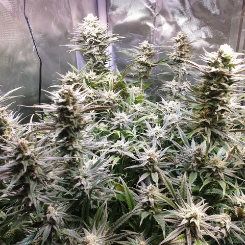 Watermelon Zkittlez growlog timeline photo