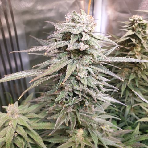 Watermelon Zkittlez growlog timeline photo